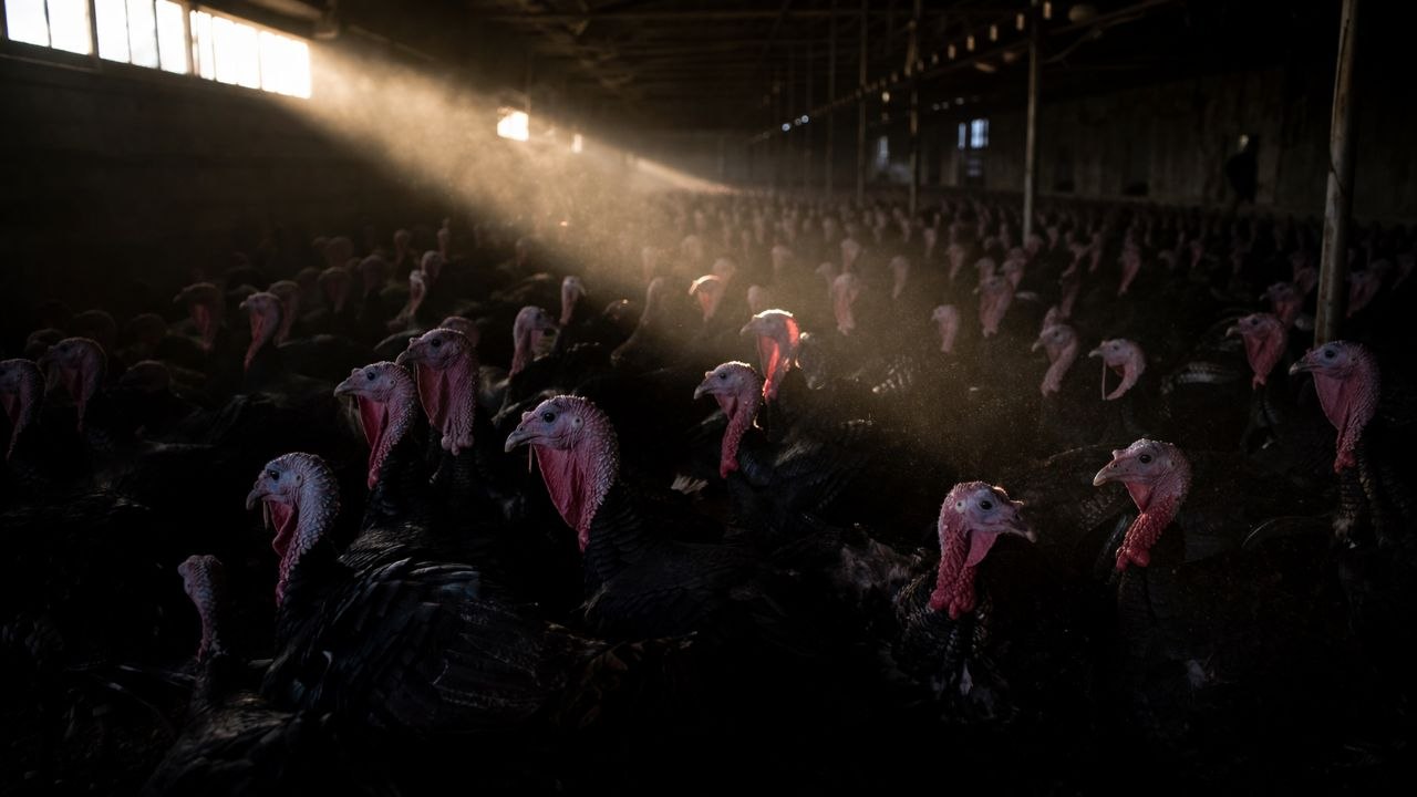 Putenherde in einem dunklen Maststall — BVerwG-Urteil zu Tierschutz-Compliance 2026